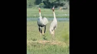 Voice of Saras,crane सारस पंछी की आवाज़ l😍😎#shorts #shortsfeed  ytshorts #shortvideo