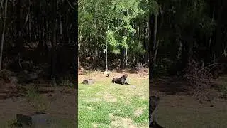 The Sweet Life of Abby #petsofyoutube #carolinadog #northcarolina #americanbully #dog #spring