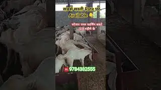 Sojat breed goats at the cheapest rate! Qurbani 2026 Sojat Goat #goatfarming#farming#bakripalan#goat