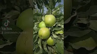 Granny Smith 🍏. #grannysmith #azerbaijan #azerbaycan #xacmaz #xa&ccedil;maz #xudat #apple #apples #alma