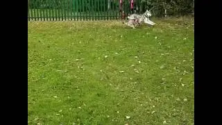 Pomsky Pearl playing with the huskies