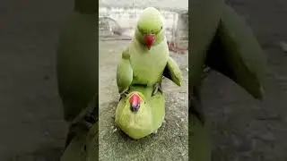 Parrot Pair Male female #shorts