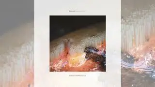 Deepchild - Mycological Patterns - full album (2022)