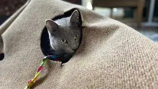 Ripple Rug Cat Activity Mat