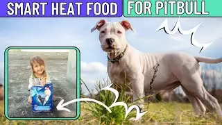 Smart Heat Food for Pitbull 🐶 | Healthy & Strong 🦴