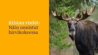Riistan vinkit: Näin onnistut hirvikokeessa