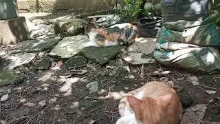 VID_20251103_114355 while I'm burrying Moringa here in my garden, Lion and Tiger are here.