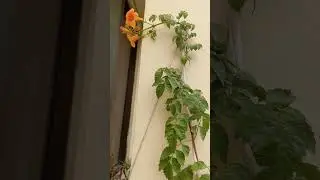 Beautiful Tecoma Flowers Vine | Trumpet Vine