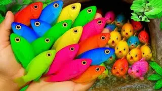 I was surprised to see the ball house inside had lots of beautiful aquarium fish, goldfish, perch.