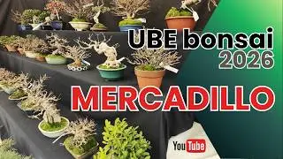 UBE bonsai 2026 | MERCADILLO |  #bonsai #ubebonsai #aranjuez #mercadillobonsai