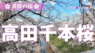 奈良：高田千本桜を愛でながら歩いてみました  ‐strolled along the Takada riverbank in full blossoms, Nara