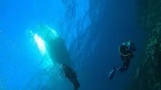 Unreal Boat Diving with Sharks, Giant Fish Schools 30m Viz Best Sydney Diving