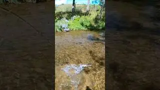 Catching trout on a double dropper rig and indicator! #fishing