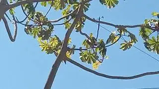 a natureza mostrando que se o cerumano n&atilde;o impedi vive em quouquer lugar