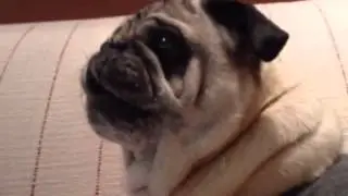 Pissed off pug