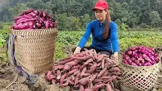 The single woman helps her neighbor harvest sweet potatoes to sell at the market.