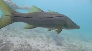 Dania Beach Pier Snook
