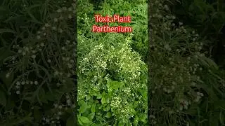 Toxic Plant #plants #plant #toxic #nature #shorts