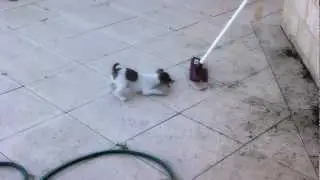 Cute Jack Russell Puppy Barks at Broom