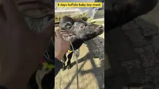8 days buffalo baby boy masti #music #shorts