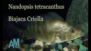 Nandopsis tetracanthus Biajaca Criolla