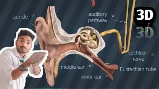 मानव कान की संरचना 3D video|| कान का बनावट / 3D एनीमेशन वीडियो|| humanear