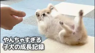 「できない」が「できる」へ劇的変化!? ポメラニアン赤ちゃんモカ成長記