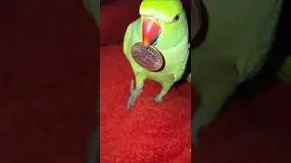 mithu playing with coins #parrot #mithu #shorts #shortvideo