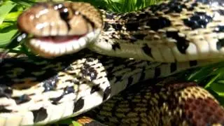 Bull Snake Hissing Sounds and Strikes