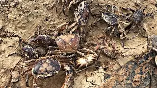 Lucky Day Hunting a 10 Giant Crabs and a Baby Crabs #hunting #crab #insects