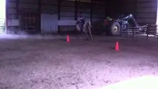 Lazy mare