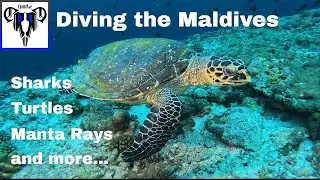 Diving the Central Maldives - January 2025