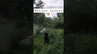 Dogs in the wild  #rottweiler #dog #pet #doglover #beagle #labrador #shortsvideo #nature #shorts #