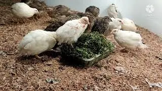 बटैर#Quails Farming#Azolla Feeding