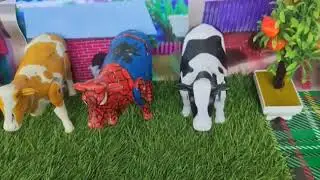BAQRAEID 🐮‼️ QURBANI COW CUTTING PROSES WADIDAU POTONG SAPI SIMOLASI QURBANI Cartoon ‪toy story
