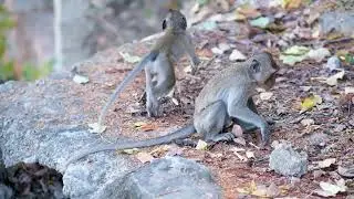 Peaceful Monkey Sibling Moment  #cutemonkeyvideo #monkeylife #Wildlife