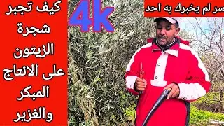 زيتون عندك متيعطيش الغلة | فشل في التقليم | جبت ليك الطريق الصحيحة لثضمن الانتاج