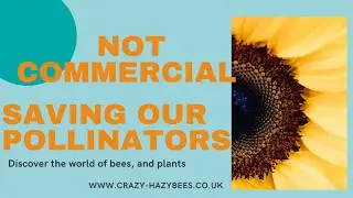 Save the Bees  How to Plant for Pollinators Protect Our Wildlife