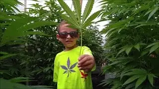 LANDON RIDDLE COLLECTS CANNABIS LEAVES FOR JUICING