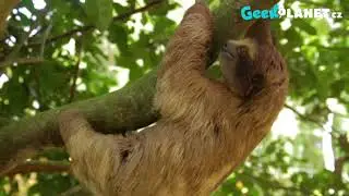 Adoptuj lenochoda 💚🦥
