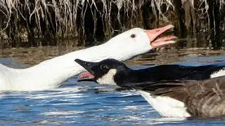 Goose call sounds & activities | White, Canada | Leucistic / Domestic / Wild
