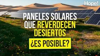 El mayor campo solar de China reverdece un desierto... por accidente