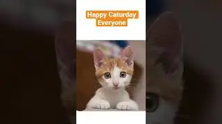 Happy #Caturday everyone 😻😸 #cat #cats #catlover #catvideos