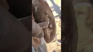 The ox's hoof pierced a long nail, and the hoof repairman directly pulled it out