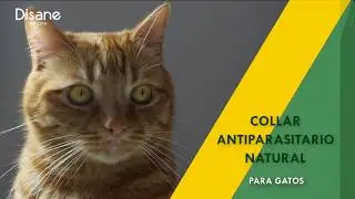 Collar antiparasitario natural para gatos