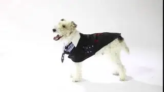 Canine Couture (Part 2) at Kerry Taylor Auctions