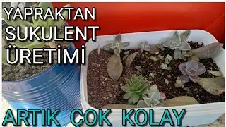 YAPRAKTAN SUKULENT ÜRETİMİ.YAPRAKTAN SUKULENT ÜRETEMİYORSANIZ BU VİDEOYU MUTLAKA İZLEYİN