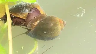 Black snail farming | agricultural knowledge