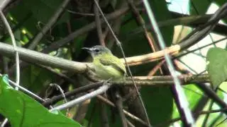 Short-tailed Pygmy-Tyrant