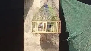 Kala teetar ke awaz nice sound #nature #viralvideo #viral 